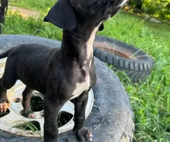 4 Great Dane puppies for adoption - 4