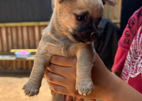 3 small Chorkie puppies for sale