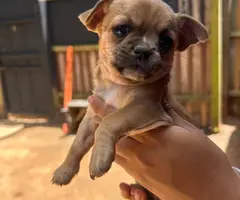 3 small Chorkie puppies for sale - 4