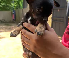 3 small Chorkie puppies for sale - 6