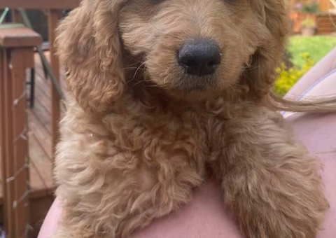 Standard goldendoodle babies