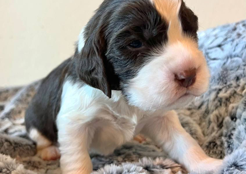 5 English Springer Spaniel puppies for sale