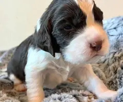 5 English Springer Spaniel puppies for sale - 1