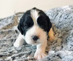 5 English Springer Spaniel puppies for sale - 3