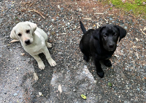 Designer Borador puppies