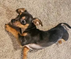Male Chiweenie puppy needs a home - 4