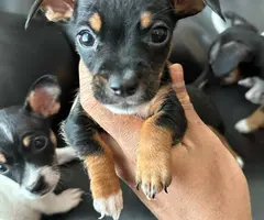 Chihuahua and Dachshund crossbreed - 3
