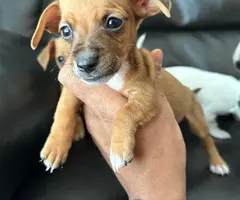 Chihuahua and Dachshund crossbreed - 8