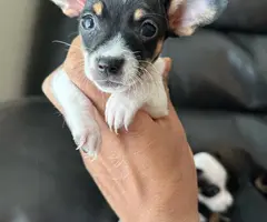 Chihuahua and Dachshund crossbreed - 9