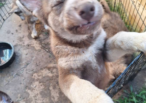 4 Purebred Shepskies available