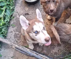 4 Purebred Shepskies available - 5