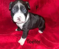 5 American Staffordshire puppies for sale