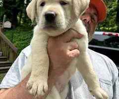 AKC English Lab puppies for sale
