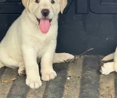 AKC English Lab puppies for sale - 2