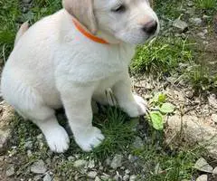 AKC English Lab puppies for sale - 3