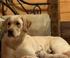 AKC English Lab puppies for sale - 4