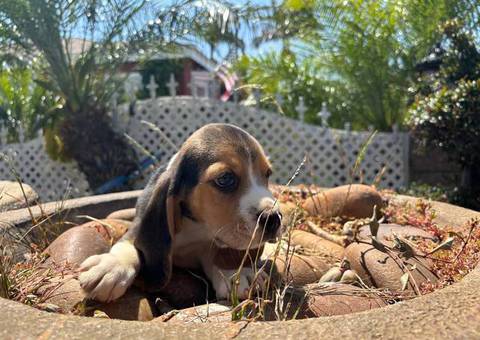 2 high quality beagle puppies for sale