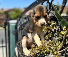 2 high quality beagle puppies for sale - 2