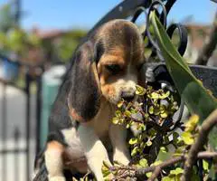 2 high quality beagle puppies for sale - 4