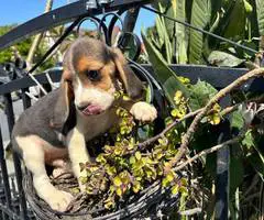 2 high quality beagle puppies for sale - 5