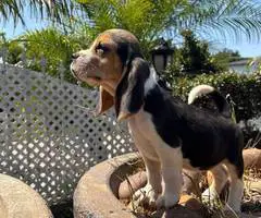 2 high quality beagle puppies for sale - 6
