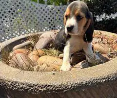2 high quality beagle puppies for sale - 7