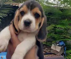 2 high quality beagle puppies for sale - 8
