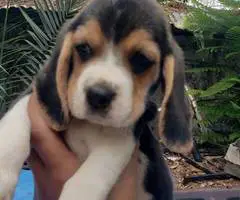 2 high quality beagle puppies for sale - 9