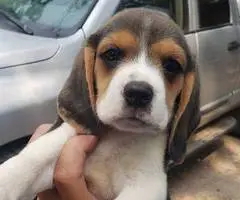 2 high quality beagle puppies for sale - 10