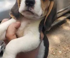 2 high quality beagle puppies for sale - 11