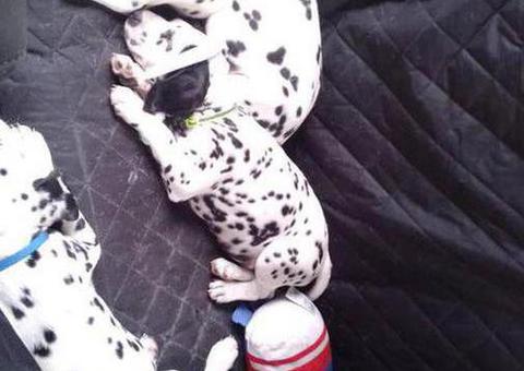 12 weeks old Dalmatian puppies for sale