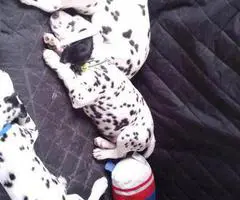 12 weeks old Dalmatian puppies for sale - 1