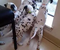12 weeks old Dalmatian puppies for sale - 2
