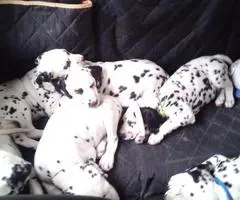 12 weeks old Dalmatian puppies for sale - 3