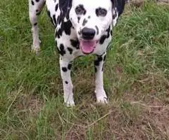 12 weeks old Dalmatian puppies for sale - 4