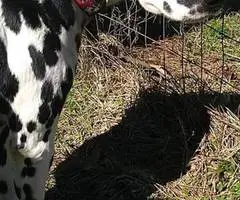 12 weeks old Dalmatian puppies for sale - 6