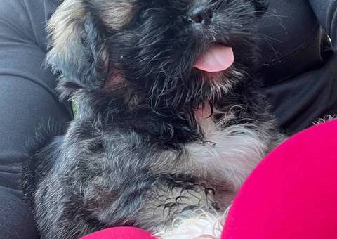 Tricolor and brown Shih Tzu puppies