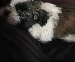Tricolor and brown Shih Tzu puppies - 7