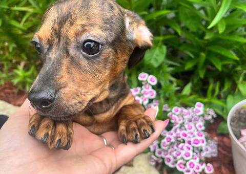 2 Chocolate dapple male Dachshund pug puppies