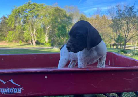AKC male German shorthaired pointer puppy