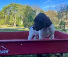 AKC male German shorthaired pointer puppy