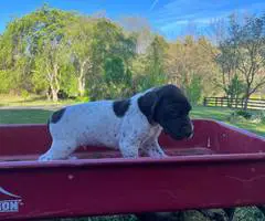 AKC male German shorthaired pointer puppy - 2