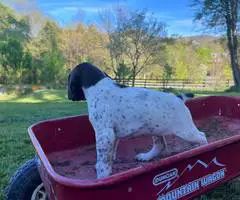 AKC male German shorthaired pointer puppy - 3