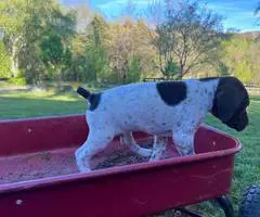 AKC male German shorthaired pointer puppy - 4