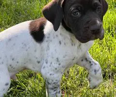 AKC male German shorthaired pointer puppy - 5