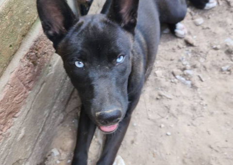 Blue eyed Pitsky