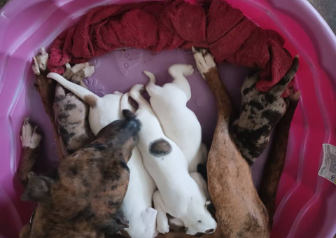2 Full blooded Catahoula Leopard Puppies