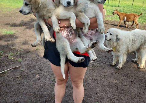 Livestock guardian puppies