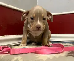 Blue tri and lilac tri Pitbull pups for sale