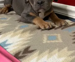 Blue tri and lilac tri Pitbull pups for sale
